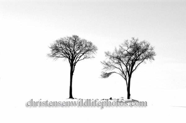 Two-trees